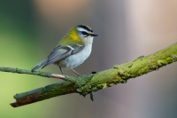 Kralicek ohnivy - Regulus ignicapilla - Firecrest 0461